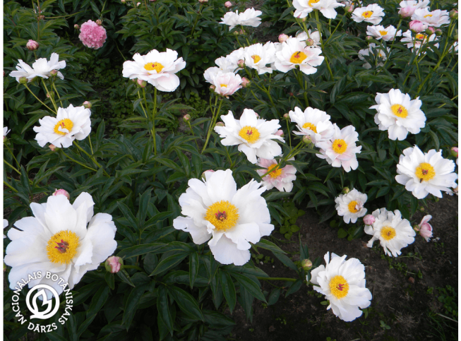 Paeonia lactiflora   'Pink Delight'